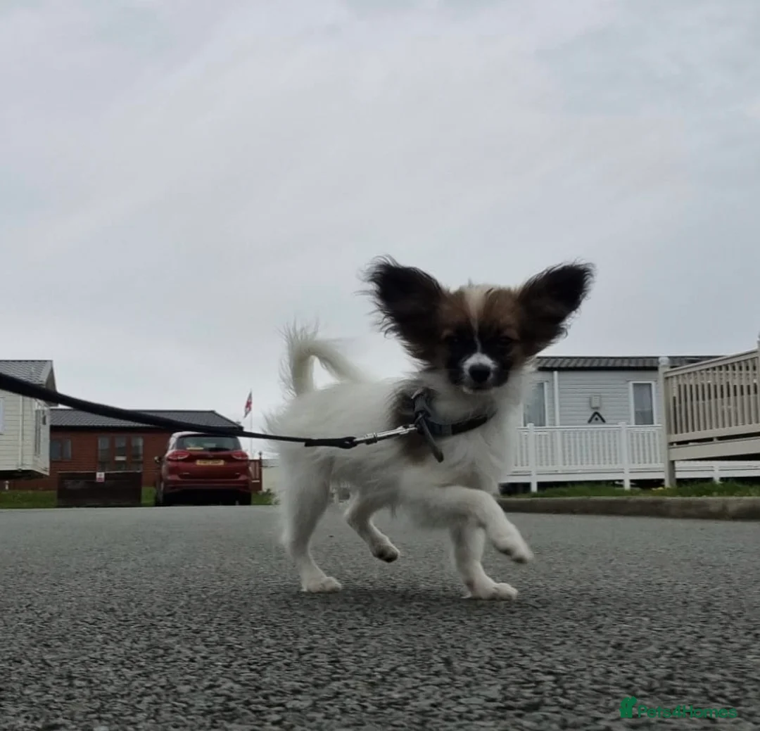 Papillon dogs for sale: 7 month old Female  - Advert 2