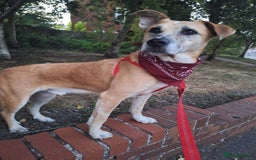 Mixed Breed dogs for sale: Big Golden Boy for Adoption  - Image 2