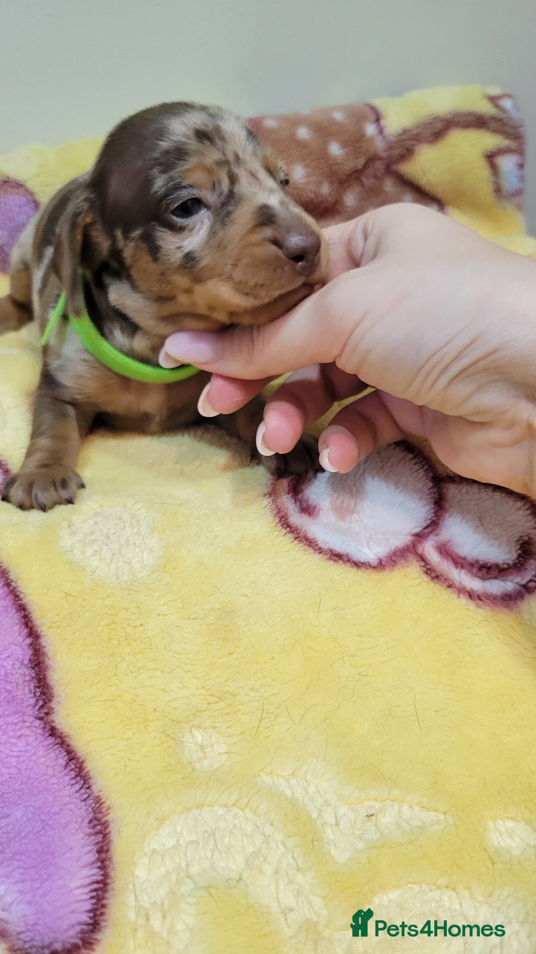 Miniature Dachshund dogs for sale: Kc Miniature  Dachshund  - Advert 11