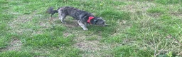 Mixed Breed dogs for sale: Two girls needs a new home  in Telford - Advert 16