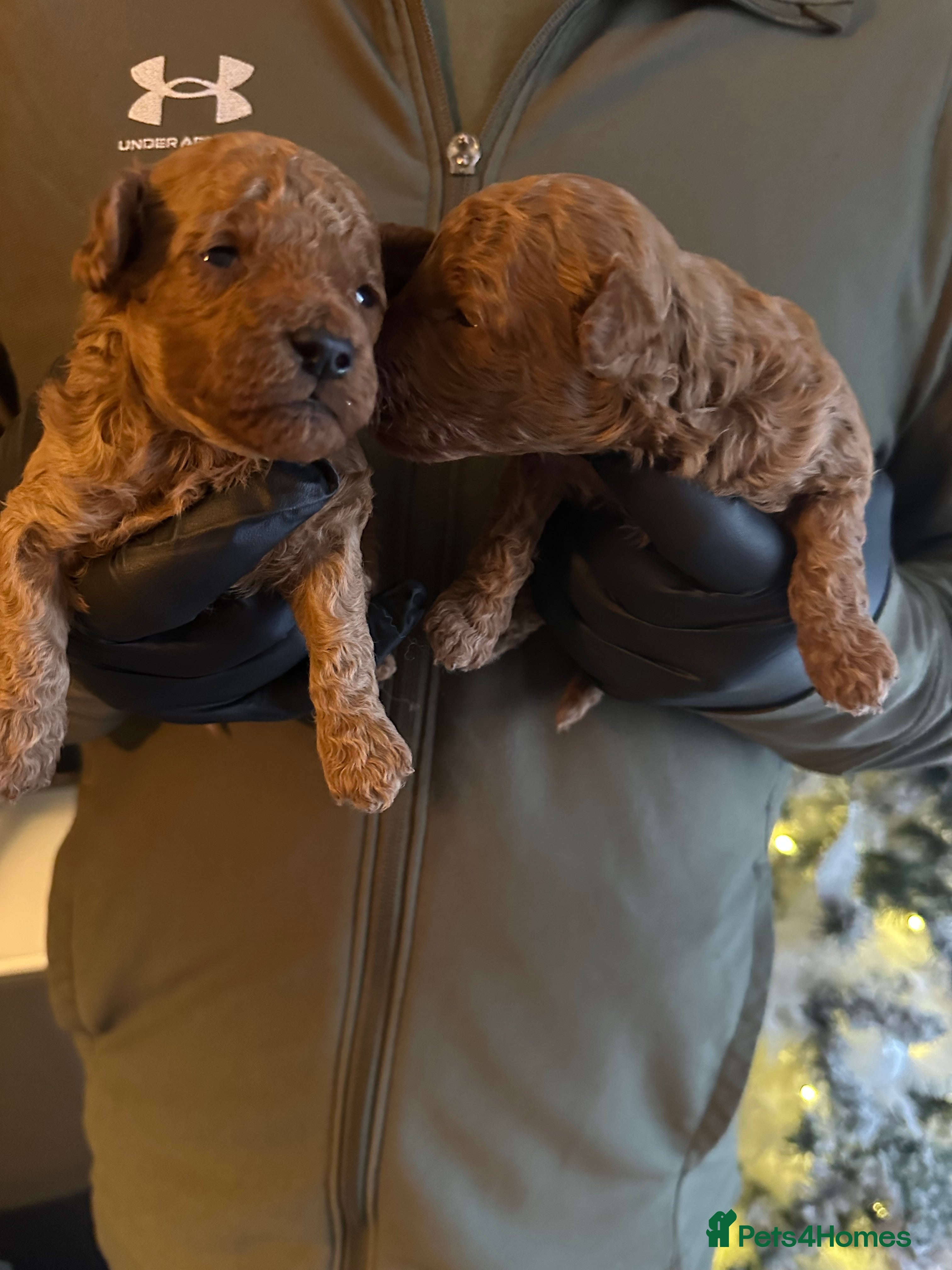 Toy Poodle dogs 2 TINY BOYS LEFT kc registered deep red toy poodle - Advert 15