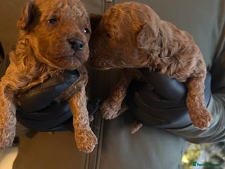 Toy Poodle dogs 2 BOYS LEFT kc registered deep red toy poodles - Advert 7