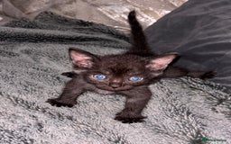 Mixed Breed cats for sale: 7 Gorgeous mixed kittens - Image 4