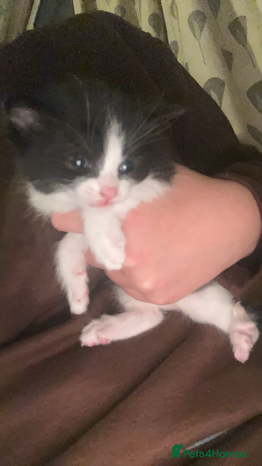 Bombay cats for sale: 4 Kittens for sale  - Image 7