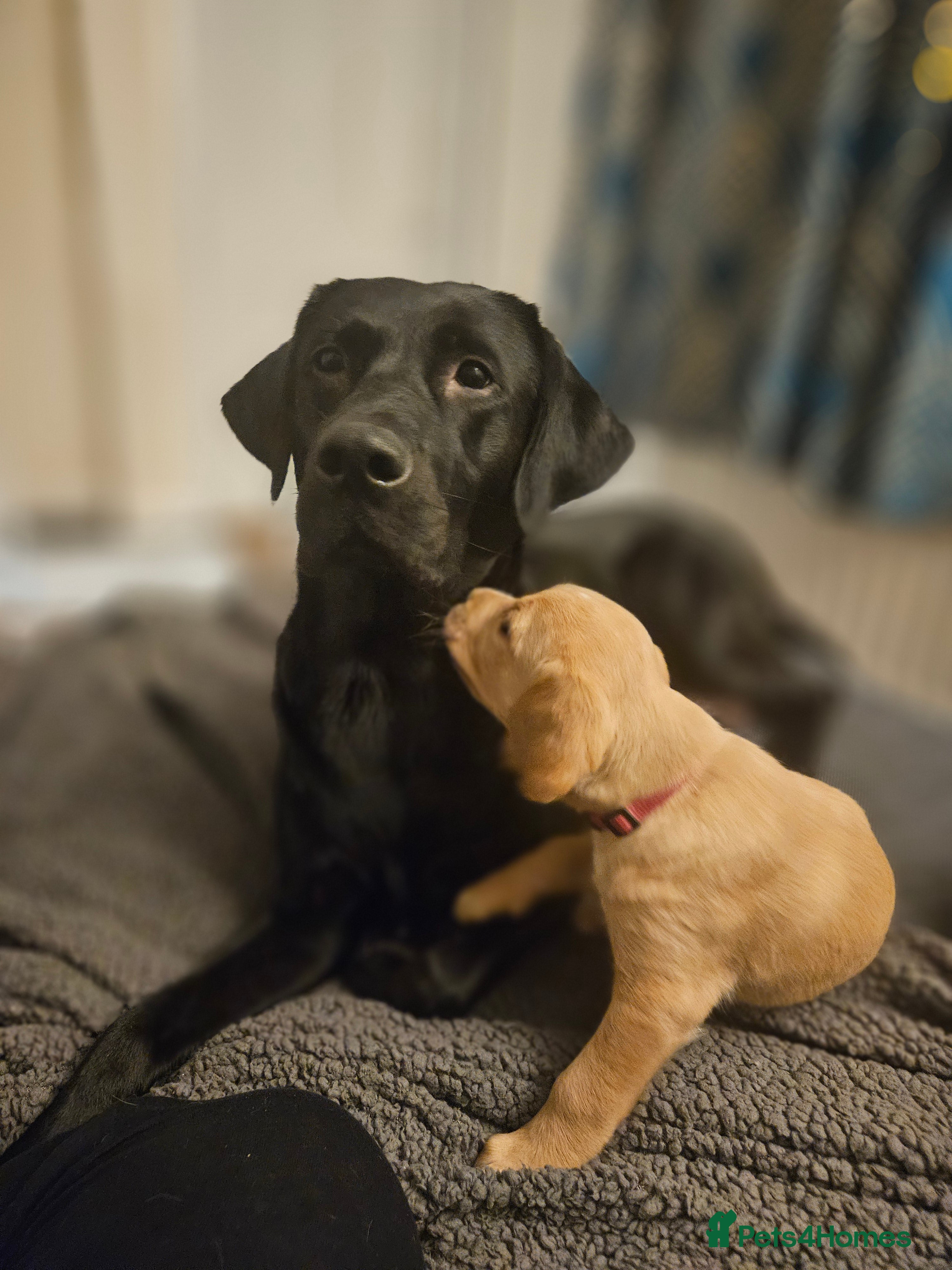 Cockerdor dogs Beautiful girl looking for her forever home - Advert 1