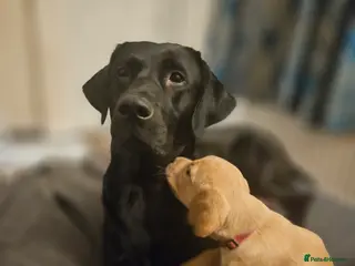 Cockerdor dogs Beautiful girl looking for her forever home - Advert 1