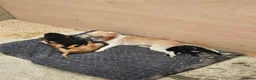 Beagle dogs for sale: Beaglepoo/poogles in Dartford - Advert 7