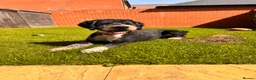 Bernedoodle dogs for sale: 2 yr old male Bernedoodle (Collin)  - Advert 11