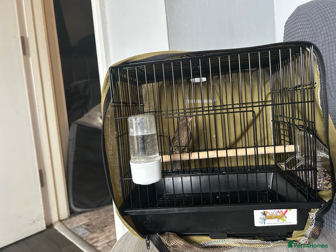 Finches birds for sale: Free Mexican/house finch - Advert 2