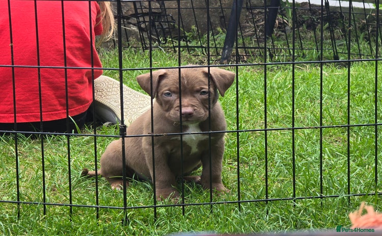 American Bull Staffy dogs - Advert 1