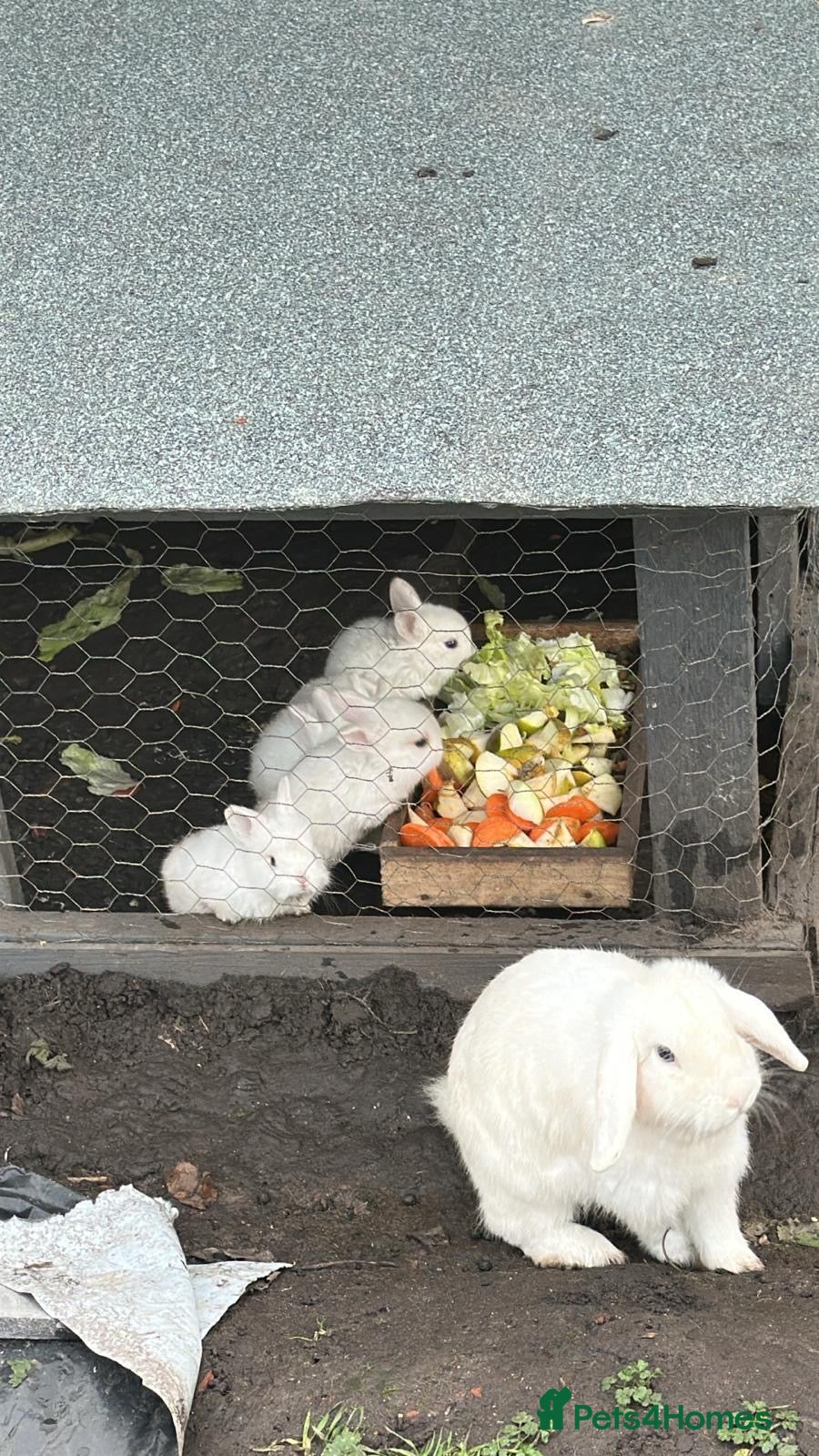 Angora rabbits Dutch and angora babies  - Advert 5