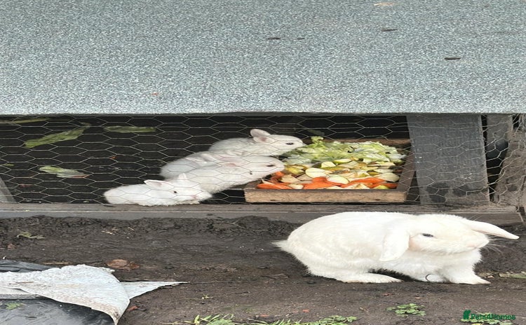 Angora rabbits Dutch and angora babies  - Advert 4