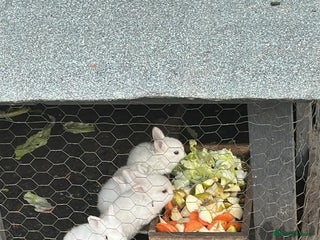 Angora rabbits Dutch and angora babies - Advert 4