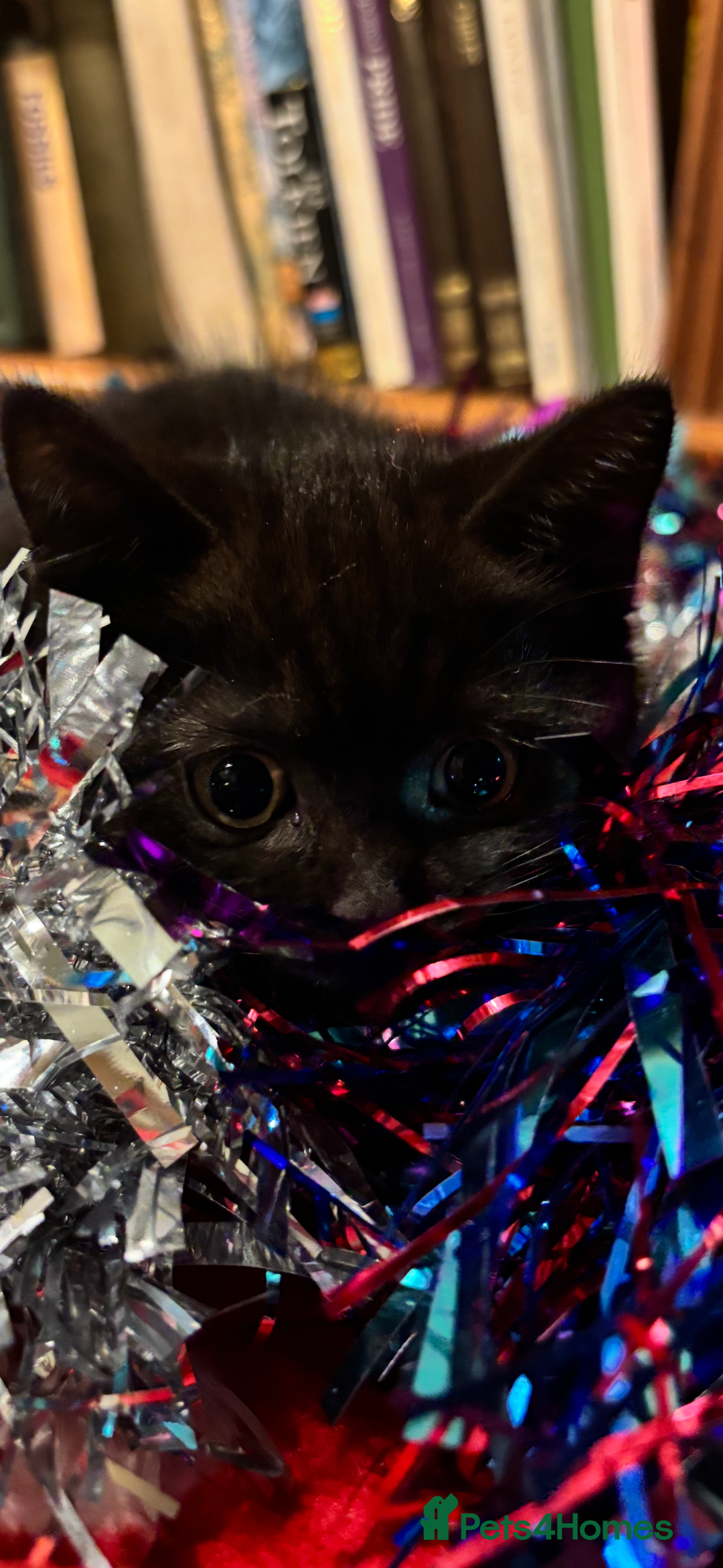 British Shorthair cats for sale: ⭐️Ready 8th Dec⭐️1 left.British Shorthair X Cross - Advert 8