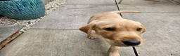 Labrador Retriever dogs for sale: Working Labrador puppies  - Advert 6