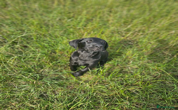 Labrador Retriever dogs - Advert 2