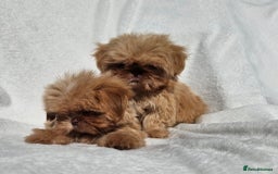 Shih Tzu dogs for sale: Ready now looking for their forever homes  - Image 17