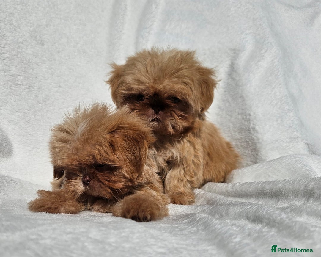 Shih Tzu dogs for sale: Ready now looking for their forever homes  - Image 17