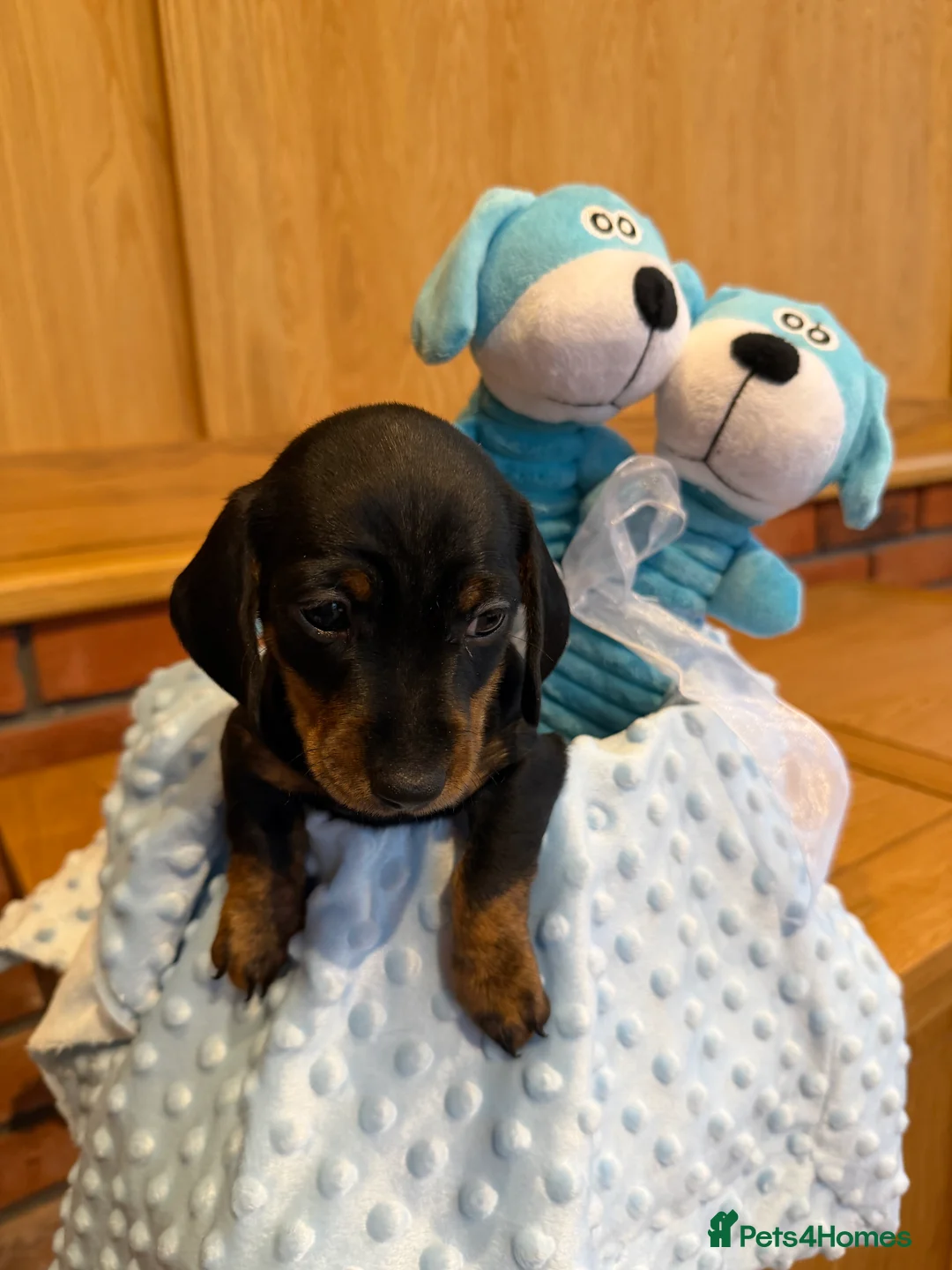 Dachshund dogs for sale: Miniature dachshunds  - Advert 35