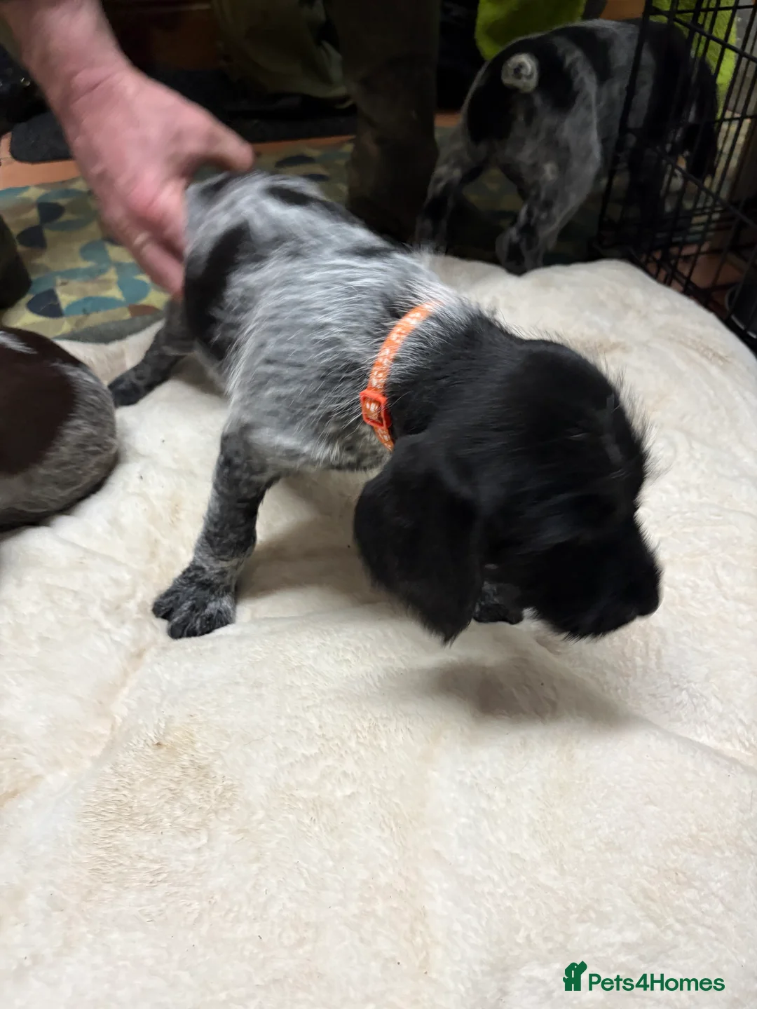 German Wirehaired Pointer dogs for sale: German wiredhaired pointer pups  - Advert 14