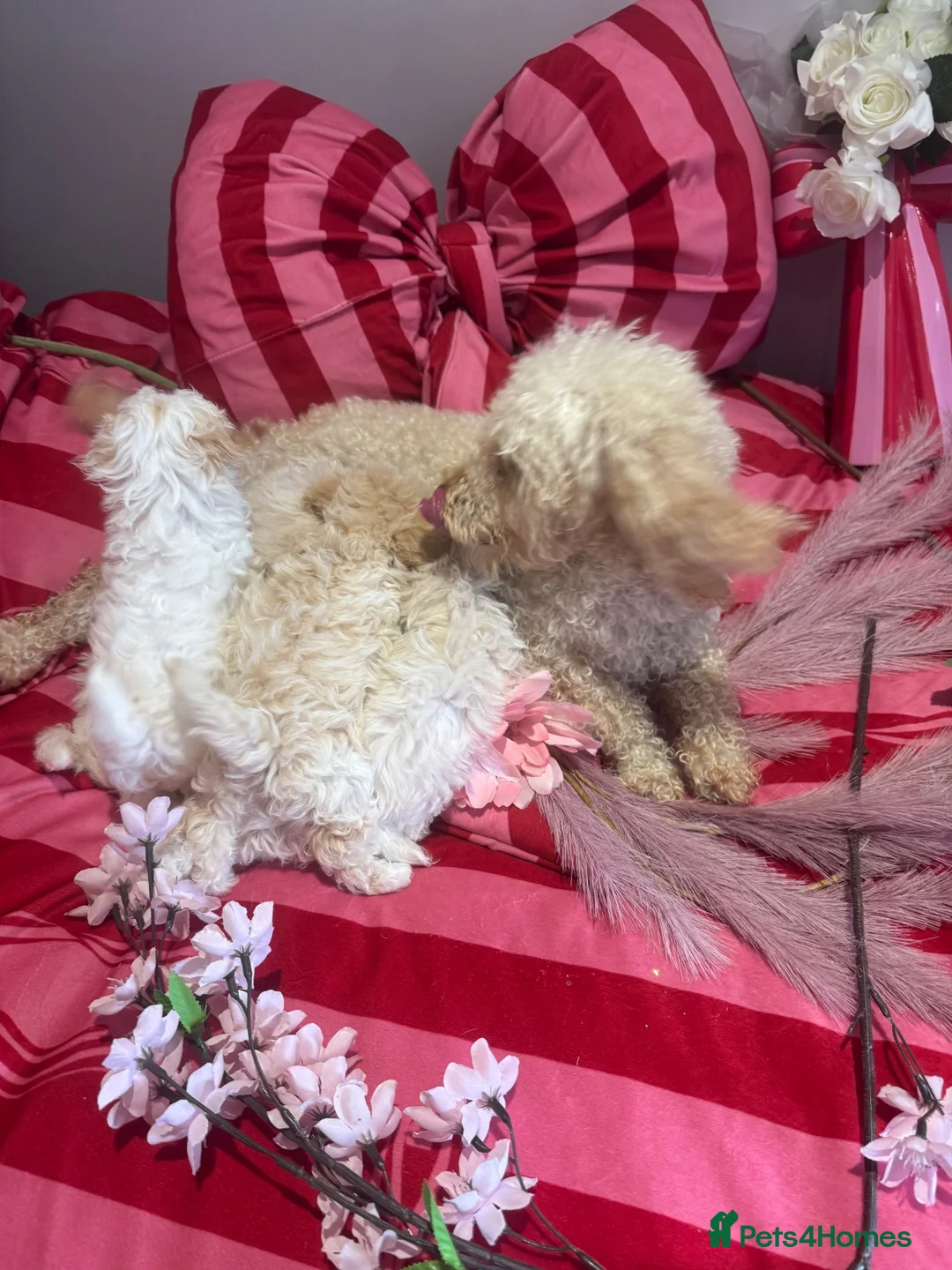 Maltipoo dogs for sale: Last girl available apricot Maltipoo (Asian) small - Advert 2