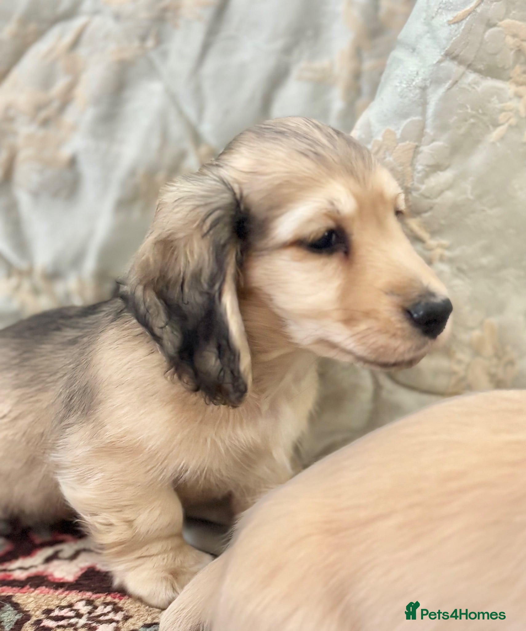 Miniature Dachshund dogs 🐶 Cream KC Miniature Long haired Dachshund  🐶  - Advert 1
