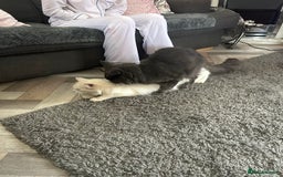 Maine Coon cats for sale: Stunning Maine coon kittens  - Image 13