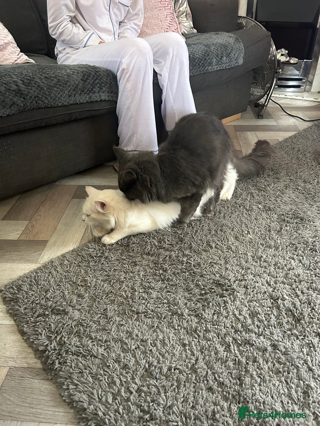 Maine Coon cats for sale: Stunning Maine coon kittens  - Image 13