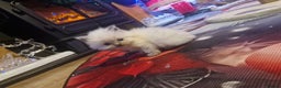 Ragdoll cats for sale: Lovely ragdoll baby's  - Advert 18