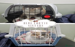 British Shorthair cats for sale: BRITISH SHORTHAIR/BRITISH LONGHAIR SISTERS  - Image 1