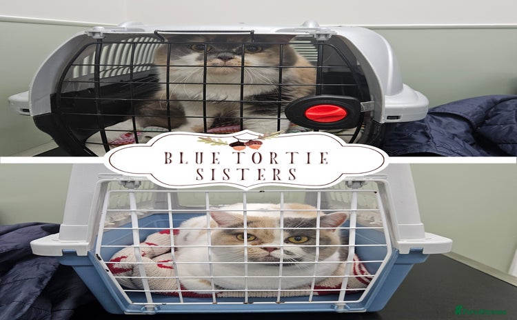 British Shorthair cats - Advert 6