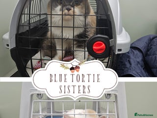 British Shorthair cats - Advert 2