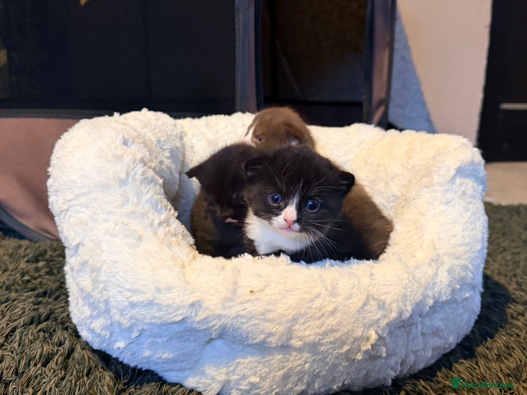 Scottish Fold cats for sale: Scottish Fold kittens  - Advert 12