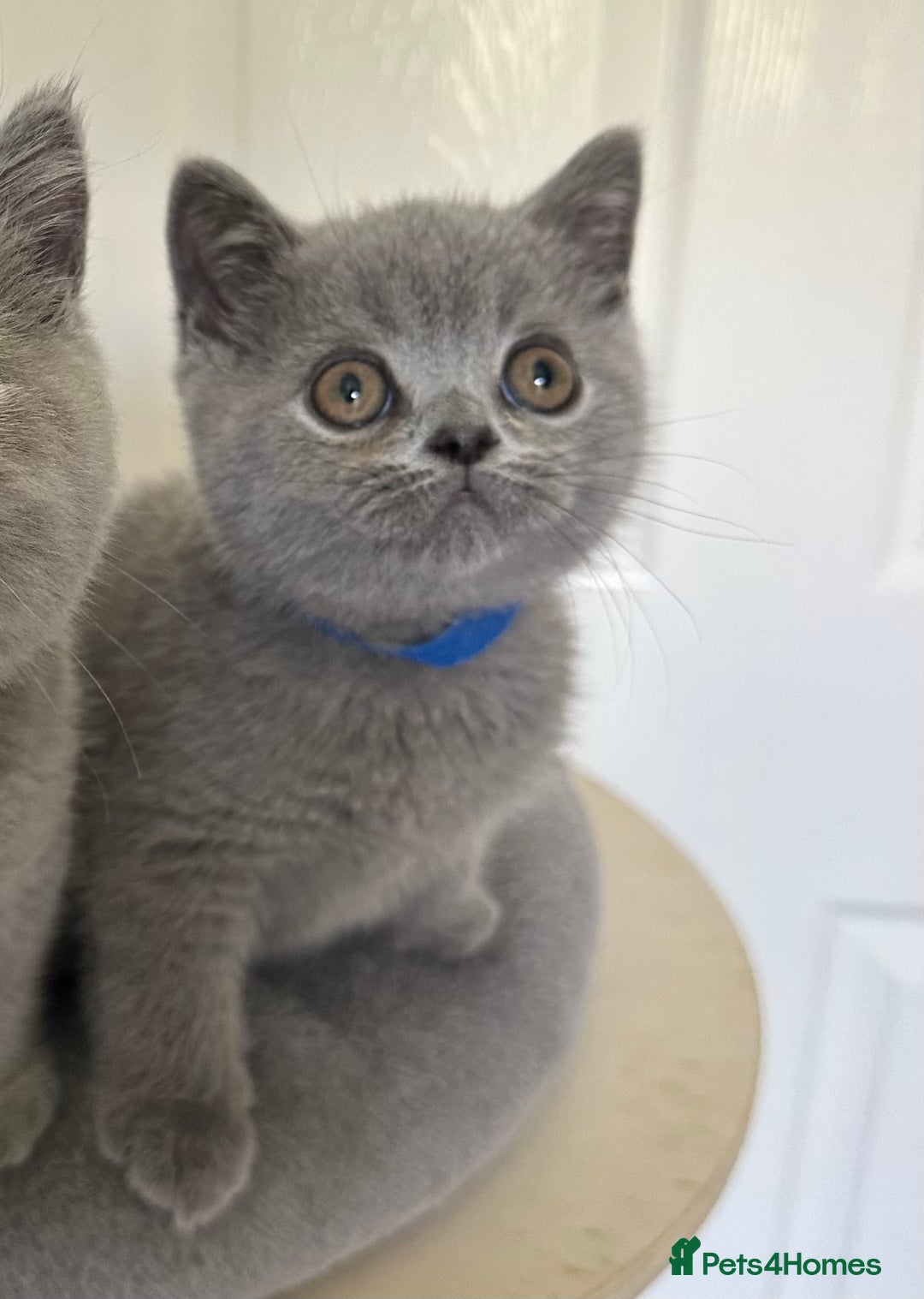 British Shorthair cats for sale: Gccf registered pedigrees kittens - Image 13