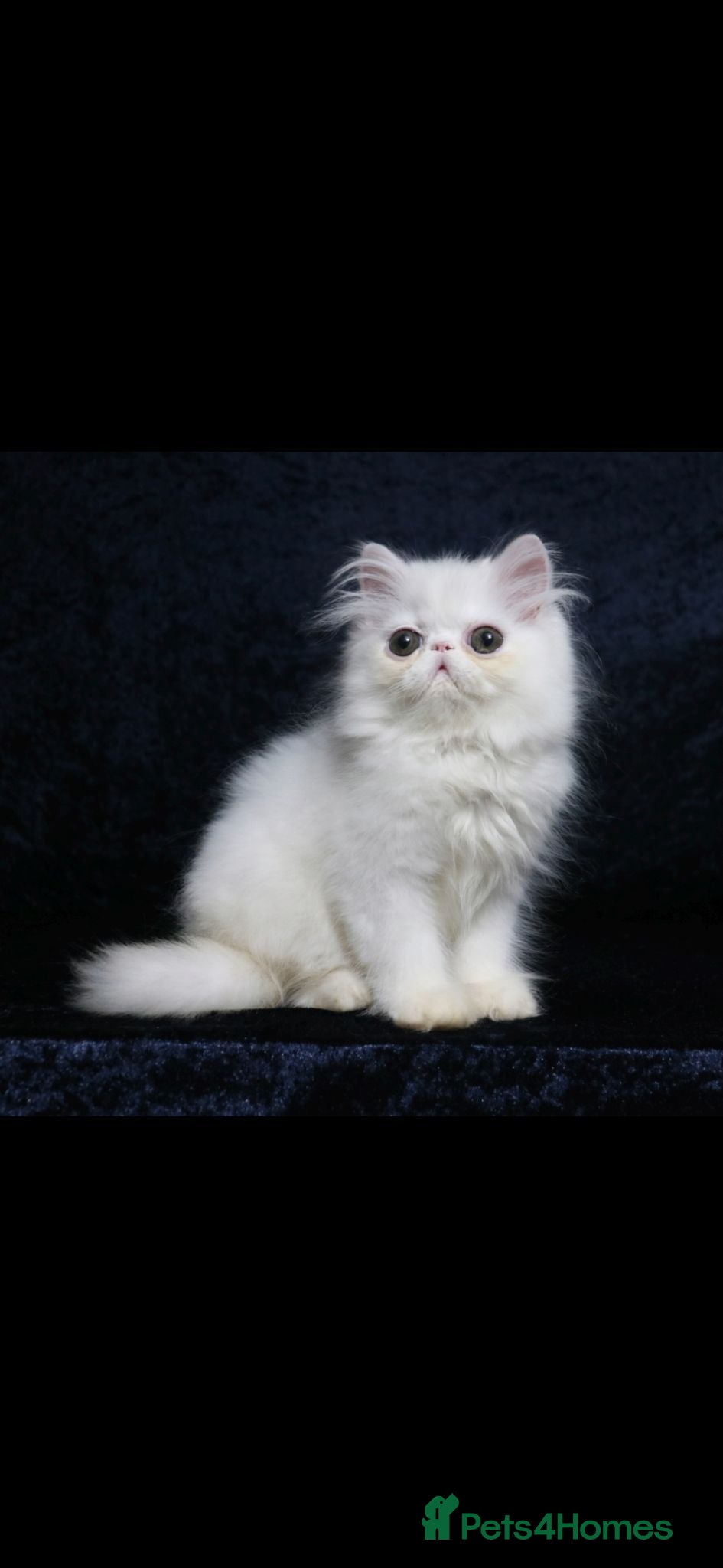 Persian cats White boy persian kitten - ready 6th July - Advert 17