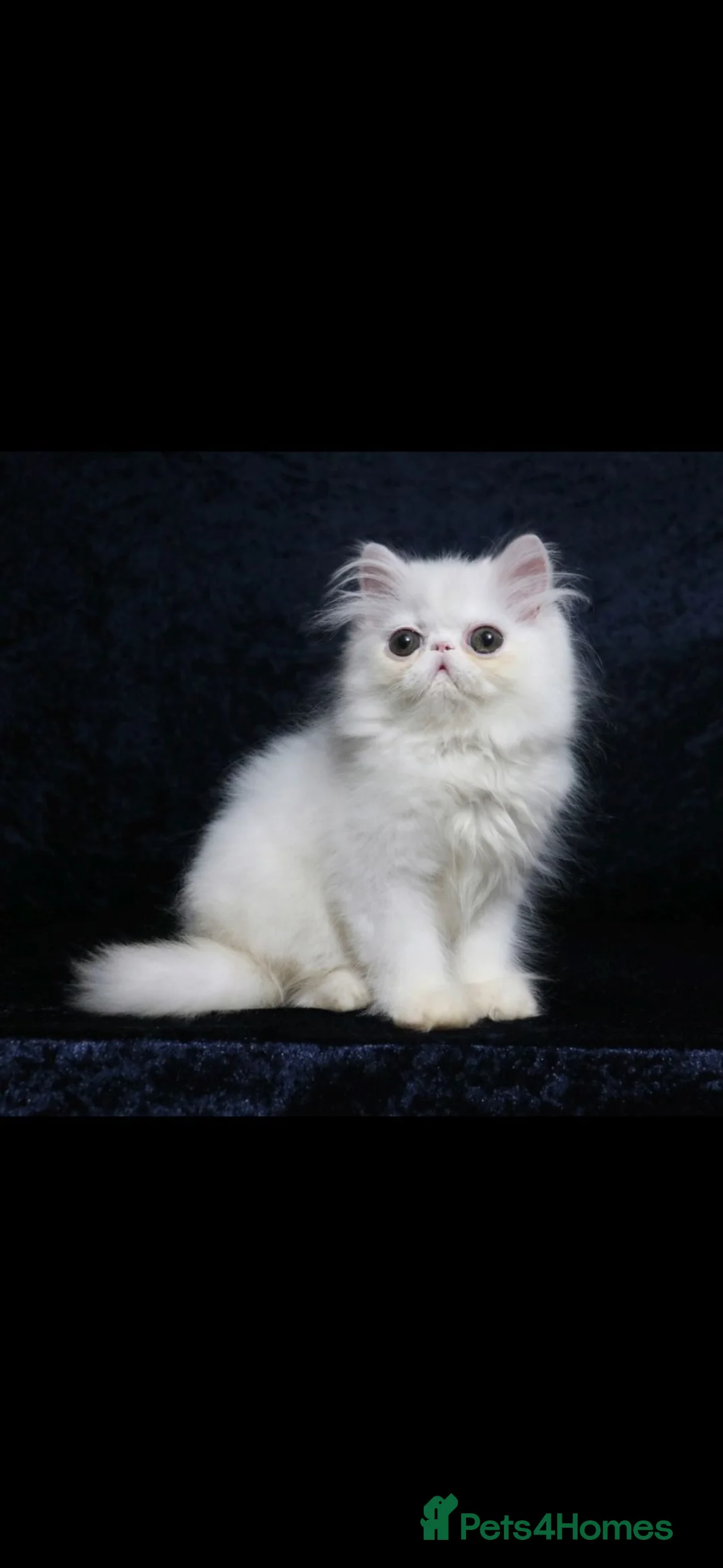Persian cats for sale: White boy persian kitten - ready 6th July - Advert 6