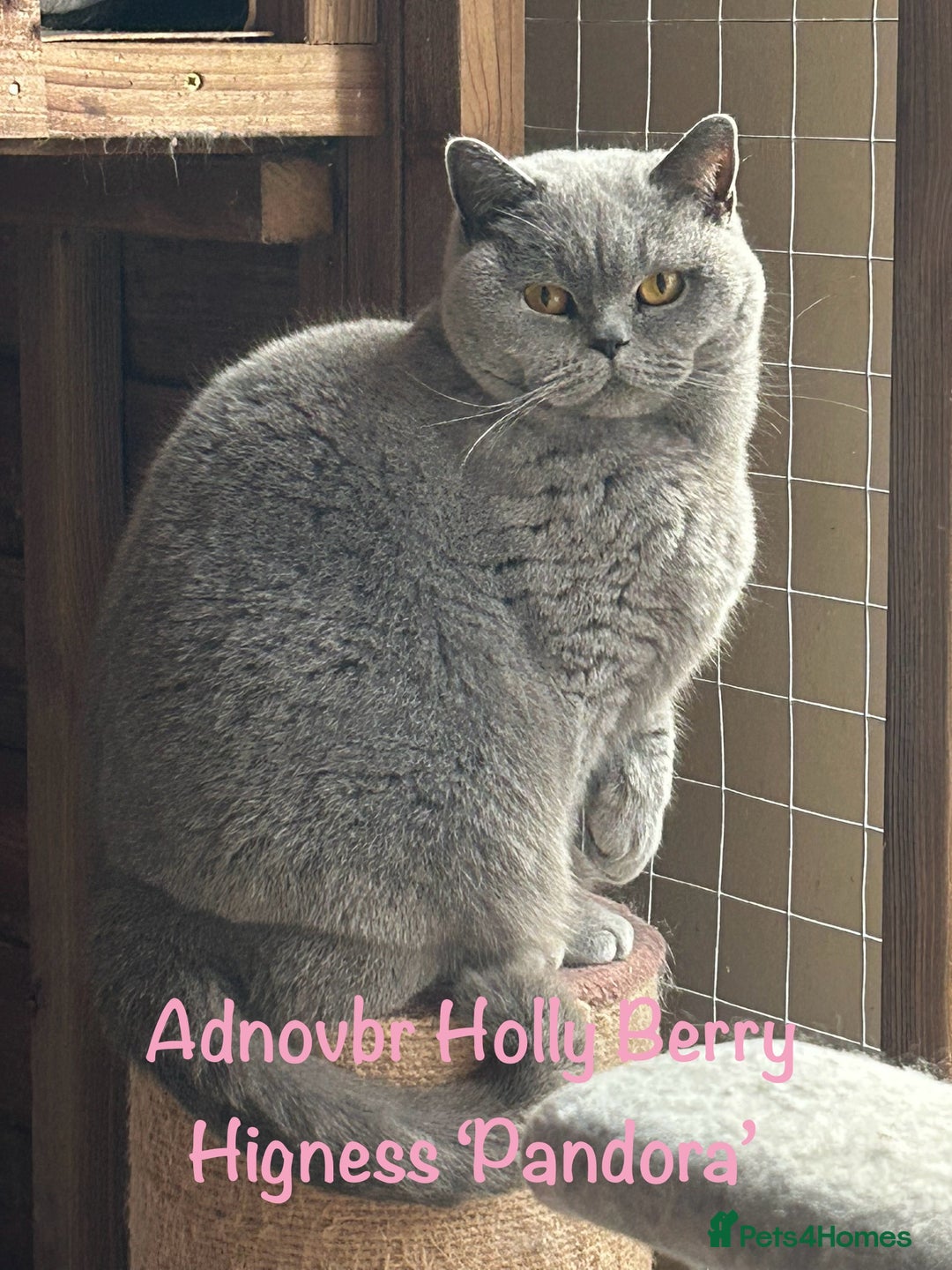 British Shorthair cats for sale: Retired British Queens - Image 8