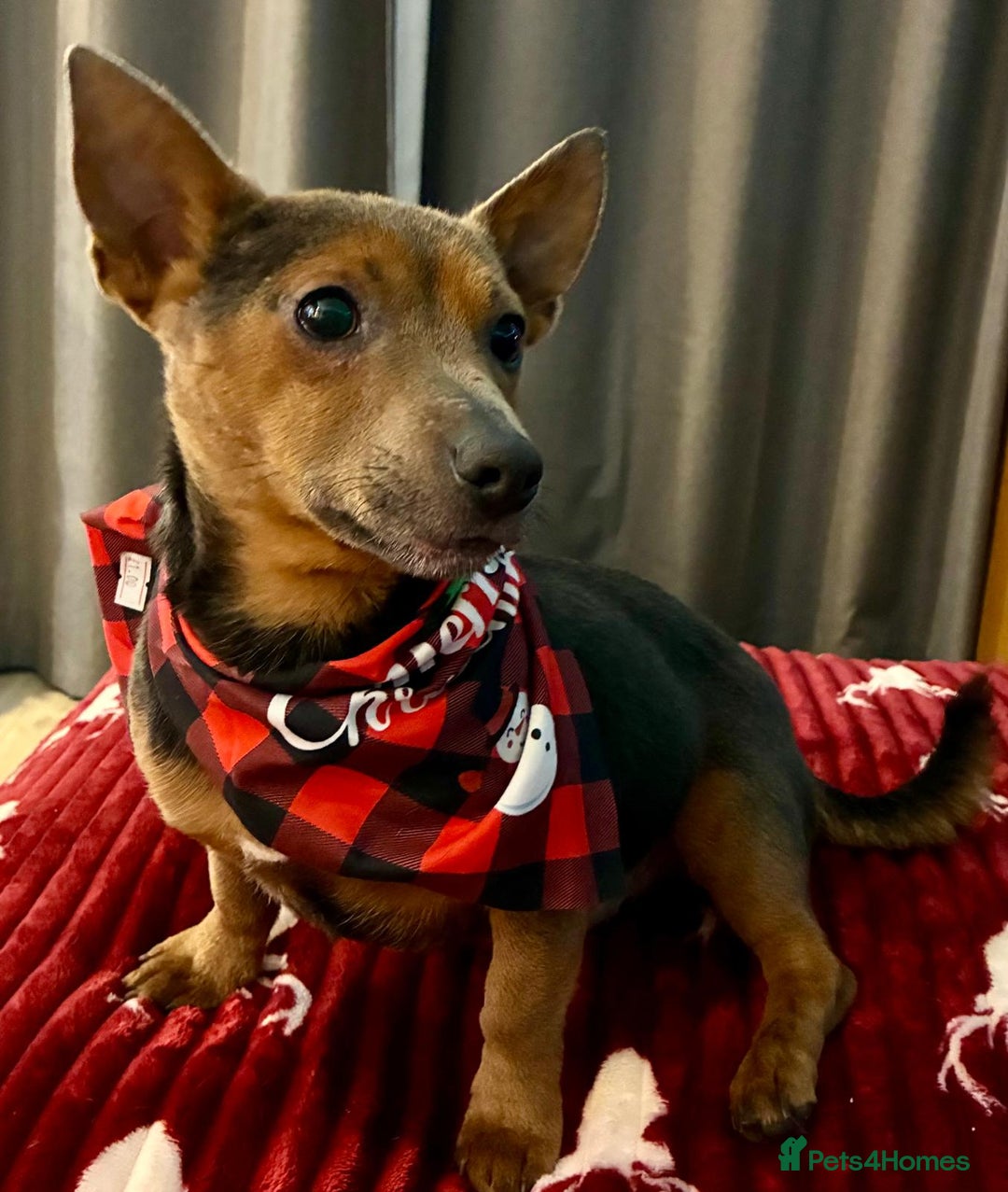 Jack Russell dogs for sale: Miniature Jack Russel Pups for sale - Advert 31