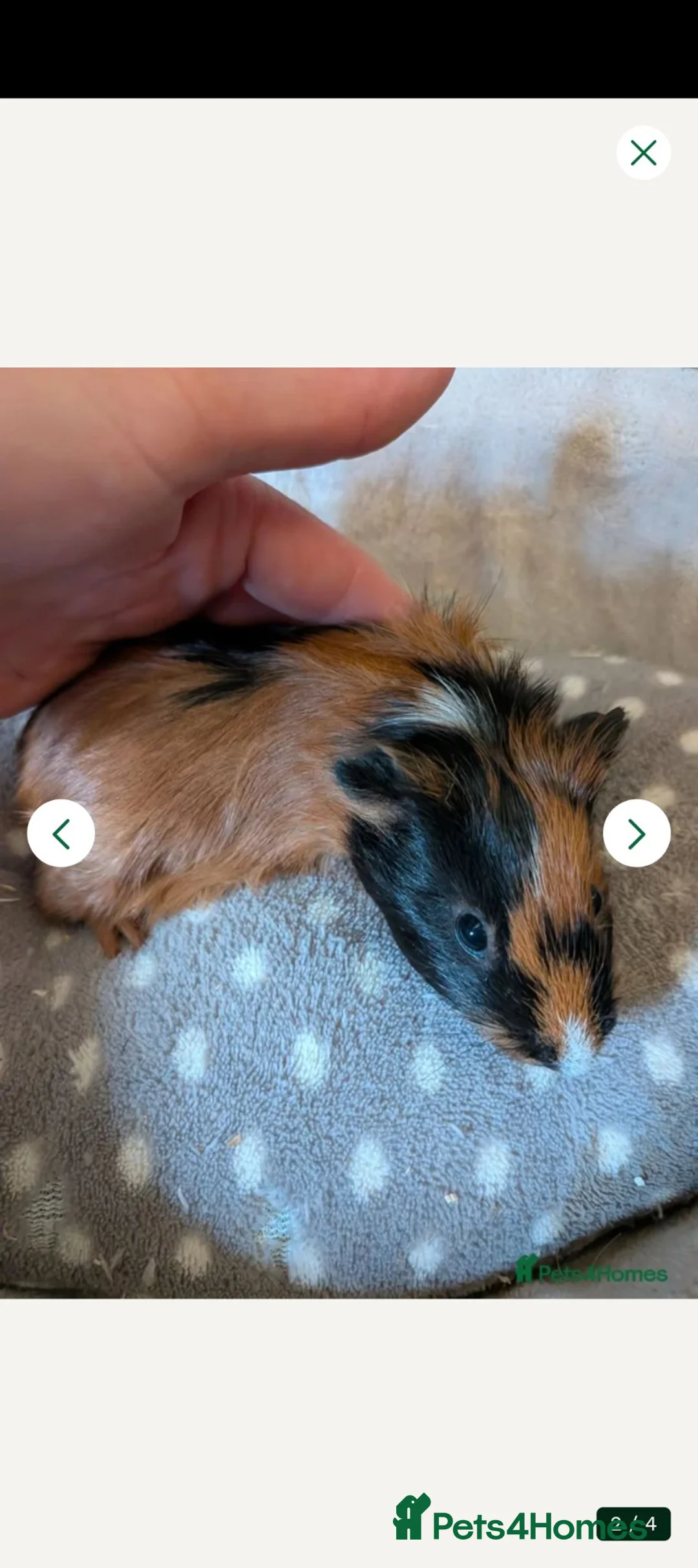 Guinea Pig rodents for sale: Baby boy Guinea pigs ready now  - Advert 4