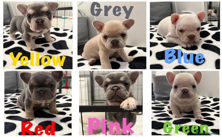 French Bulldog dogs - Advert 1
