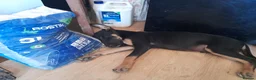 Mixed Breed dogs for sale: Puppies looking for there forever home ready now in Pontefract - Advert 6
