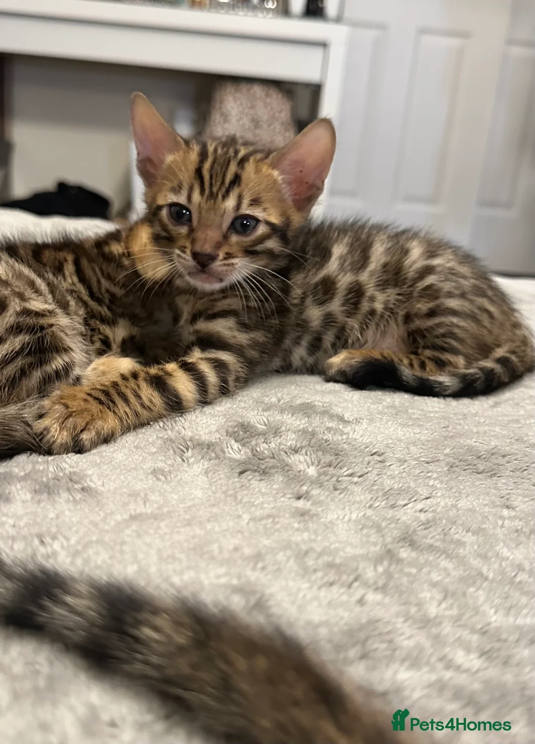 Bengal cats for sale: Bengal kittens for sale - Advert 10