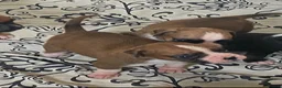 Boxer dogs for sale: Kc reg boxer pups bobtail and full tail  - Advert 8