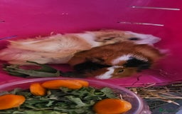 Guinea Pig rodents for sale: 2 female guinea pigs - Image 2