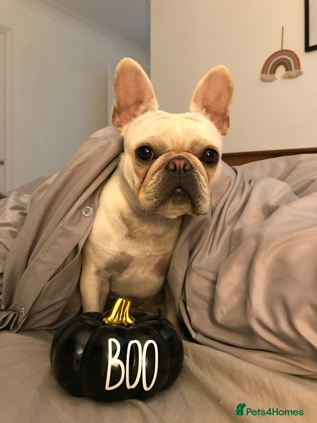French Bulldog dogs for sale: Female Frenchie needing new home - Image 12