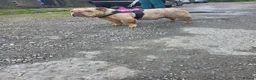 English Bulldog dogs for sale: Heffie english bulldog - Advert 5