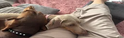 Miniature Dachshund dogs for sale: Mini dachshund Boy - Advert 6
