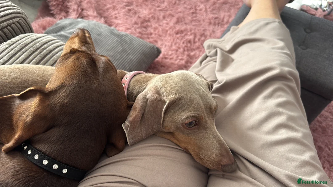 Miniature Dachshund dogs for sale: Mini dachshund Boy - Advert 6