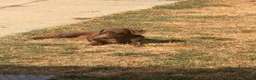 Dachshund dogs for sale: 1 year old dachshund  - Advert 4