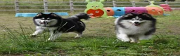 Pomsky dogs for sale: F4 Genuine Pomskies from health tested parents - Advert 4